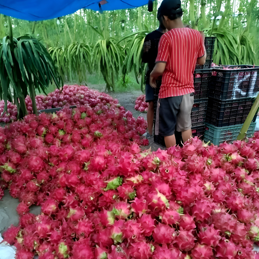 sahabatbintangsejahtera-export-fresh-dragon.jpg sahabatbintangsejahtera-export-fresh-dragon.jpg