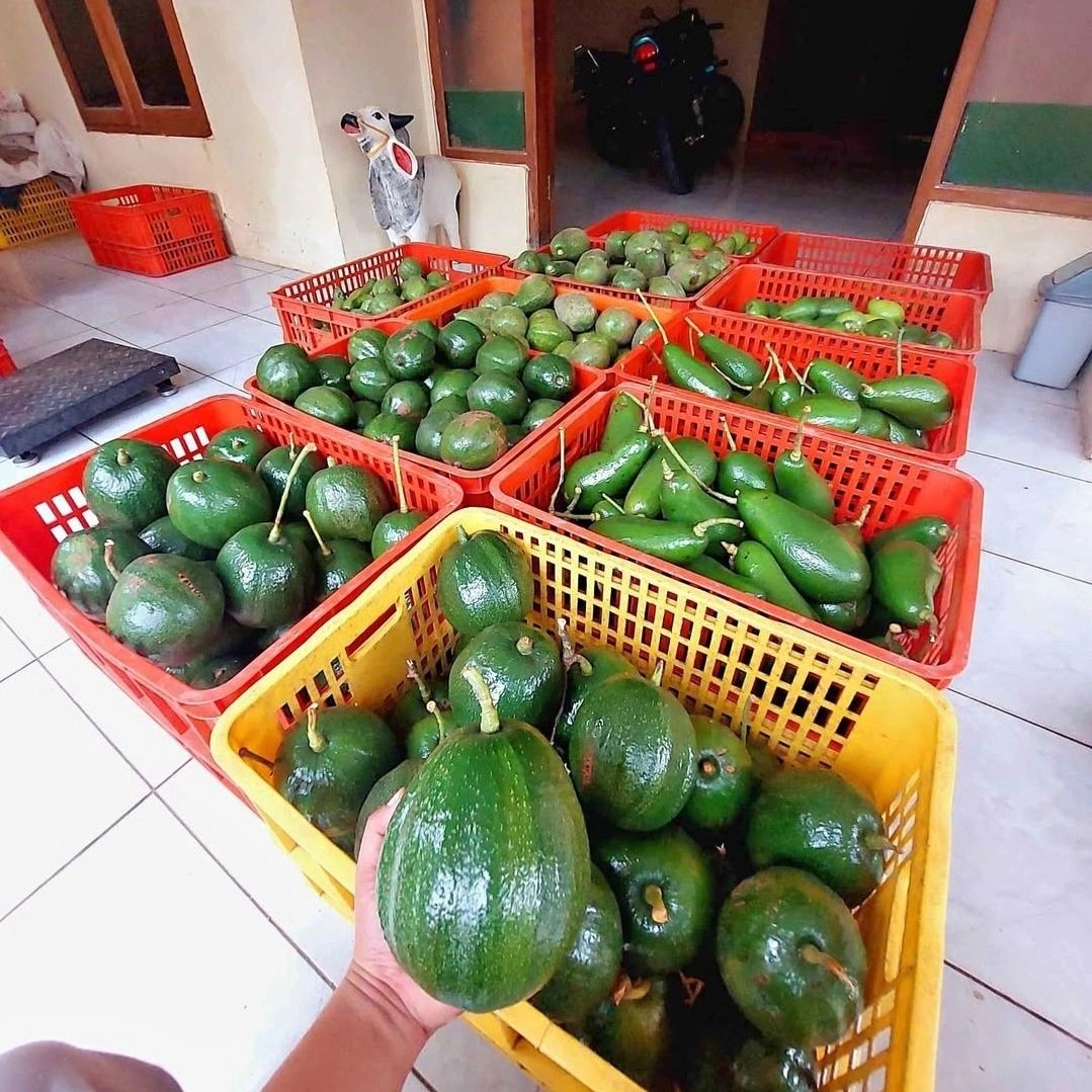 sahabatbintangsejahtera-export-fresh-fruits-avocado-box.jpeg sahabatbintangsejahtera-export-fresh-fruits-avocado-box.jpeg