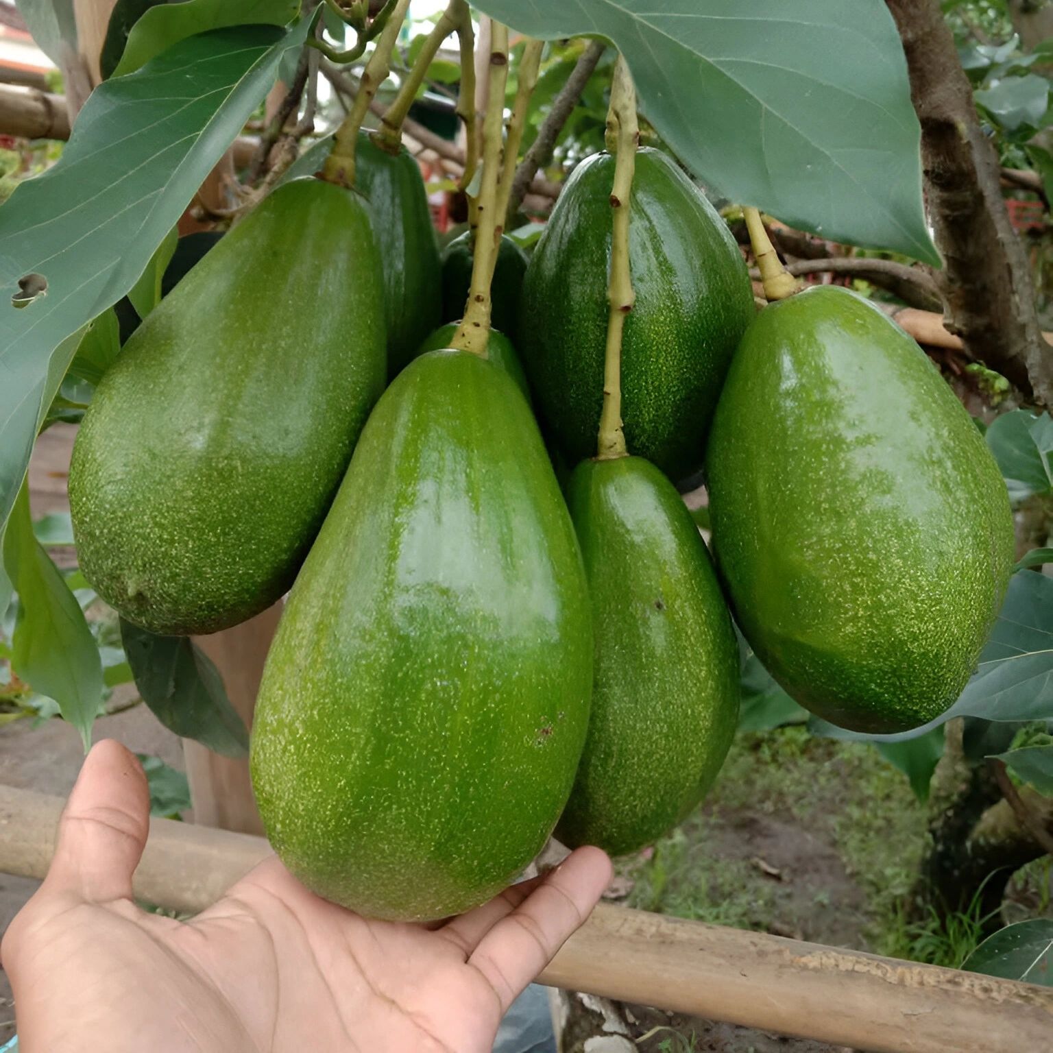sahabatbintangsejahtera-export-fresh-fruits-avocado-tree.jpeg sahabatbintangsejahtera-export-fresh-fruits-avocado-tree.jpeg