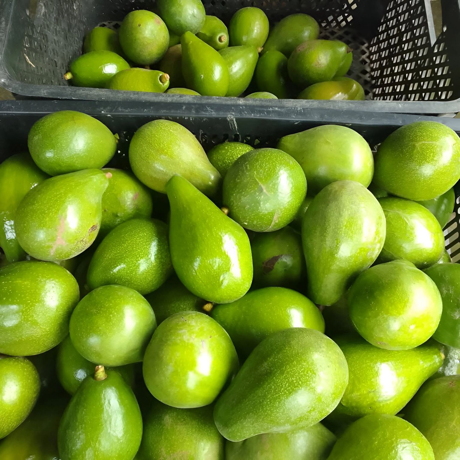 sahabatbintangsejahtera-export-fresh-fruits-avocado.jpeg sahabatbintangsejahtera-export-fresh-fruits-avocado.jpeg