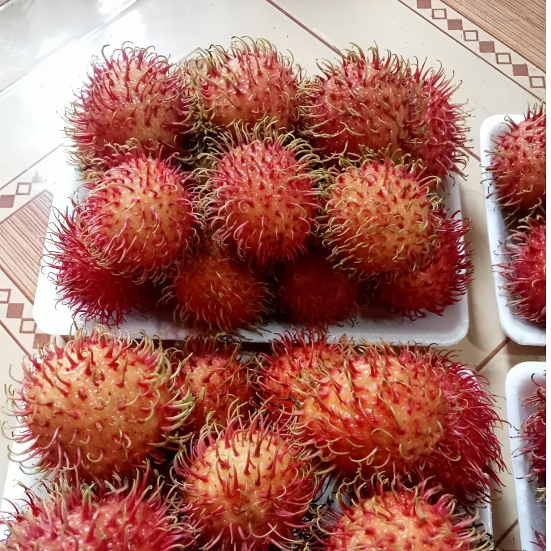 sahabatbintangsejahtera-export-fresh-fruits-rambutan-packed.png sahabatbintangsejahtera-export-fresh-fruits-rambutan-packed.png