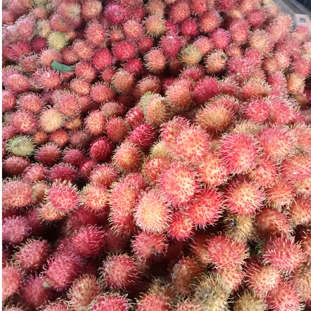 sahabatbintangsejahtera-export-fresh-fruits-rambutan.jpg sahabatbintangsejahtera-export-fresh-fruits-rambutan.jpg